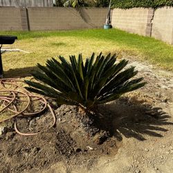 Sago Palm