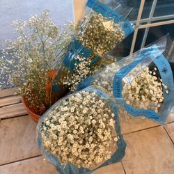 Fresh Baby Breath