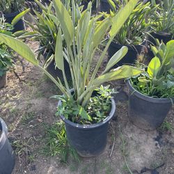 Birds Of Paradise Plants