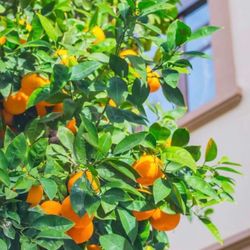 Midnight Valencia Orange 🍊 Tree