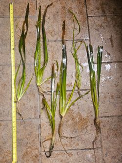 Aquarium Plant