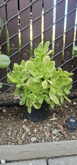 Succulent Pots