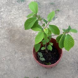 Cherimoya’ Tree