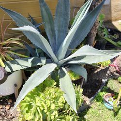 Agave Plant In Pot