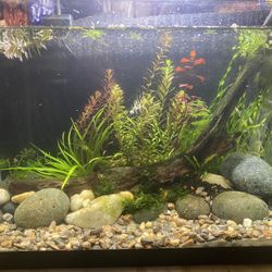 Beautiful 10 Gallon Rimless Planted Aquascape Fish Tank Aquarium 