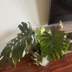 Large Monstera Plant