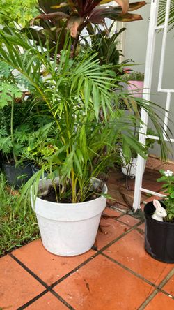 Plantas