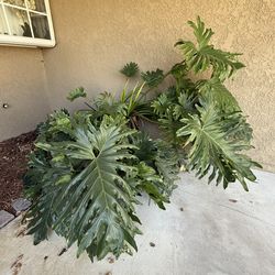 Huge potted philodendron