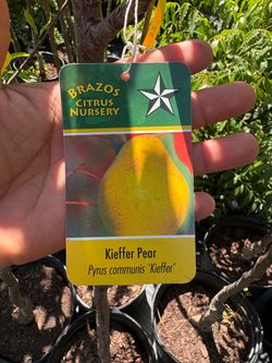Kieffer Pear tree