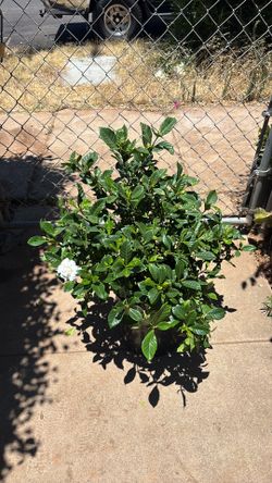 Gardenia
