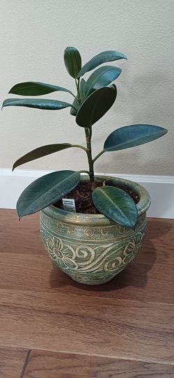 Tropical Foliage Indoor Plant