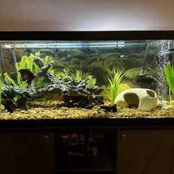 75 Gallon Fish Tank With Stand And Filters 