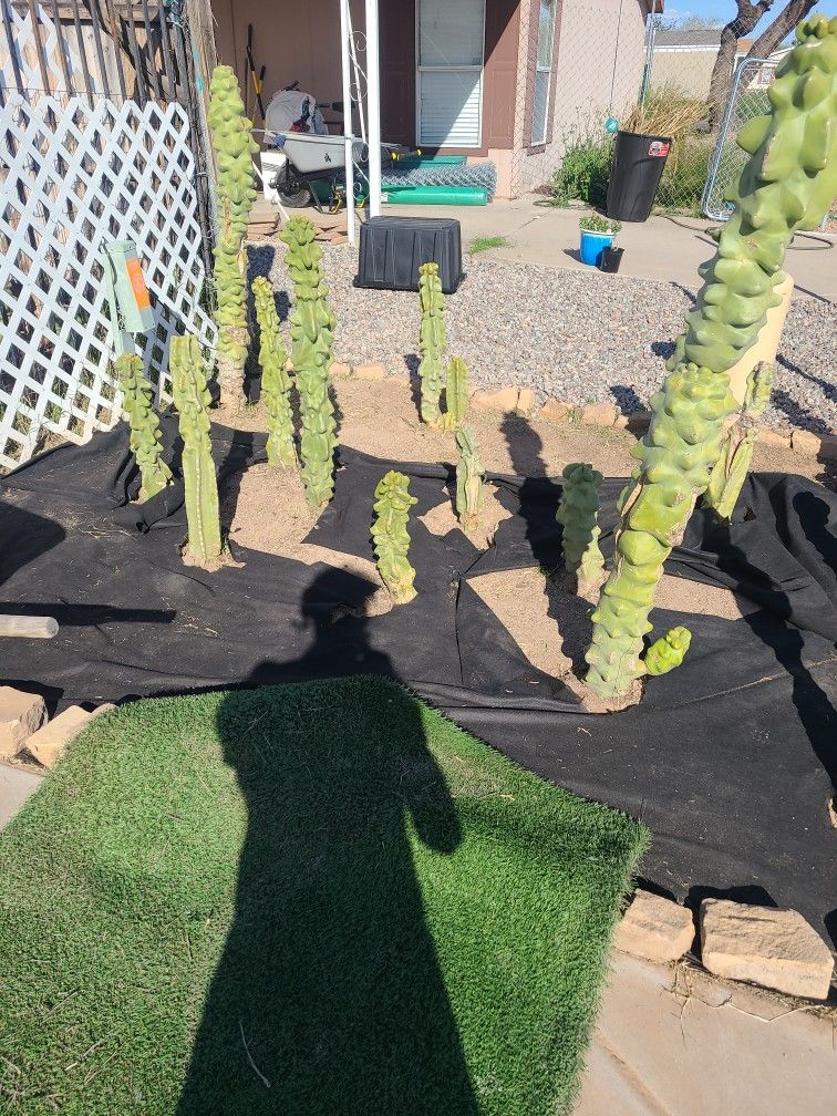 Totem Pole Cactus Cuttings