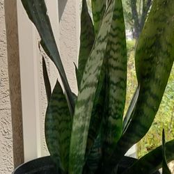 Snake plant with pot/ indoor or outdoor/ see discription 👍👍
