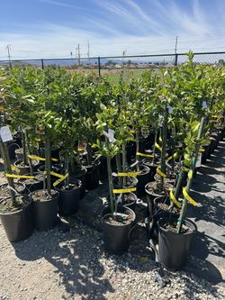 Bougainvilleas – ONLY $30!