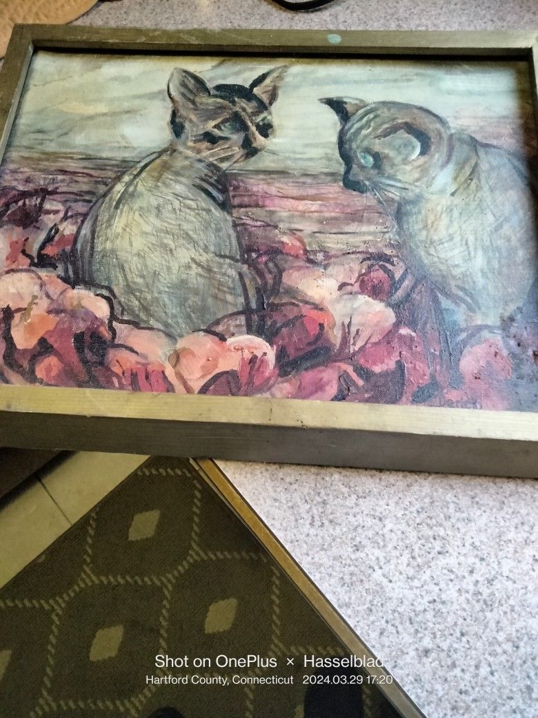 Cats