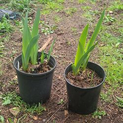 Mixed Bearded Iris Plants $4 each