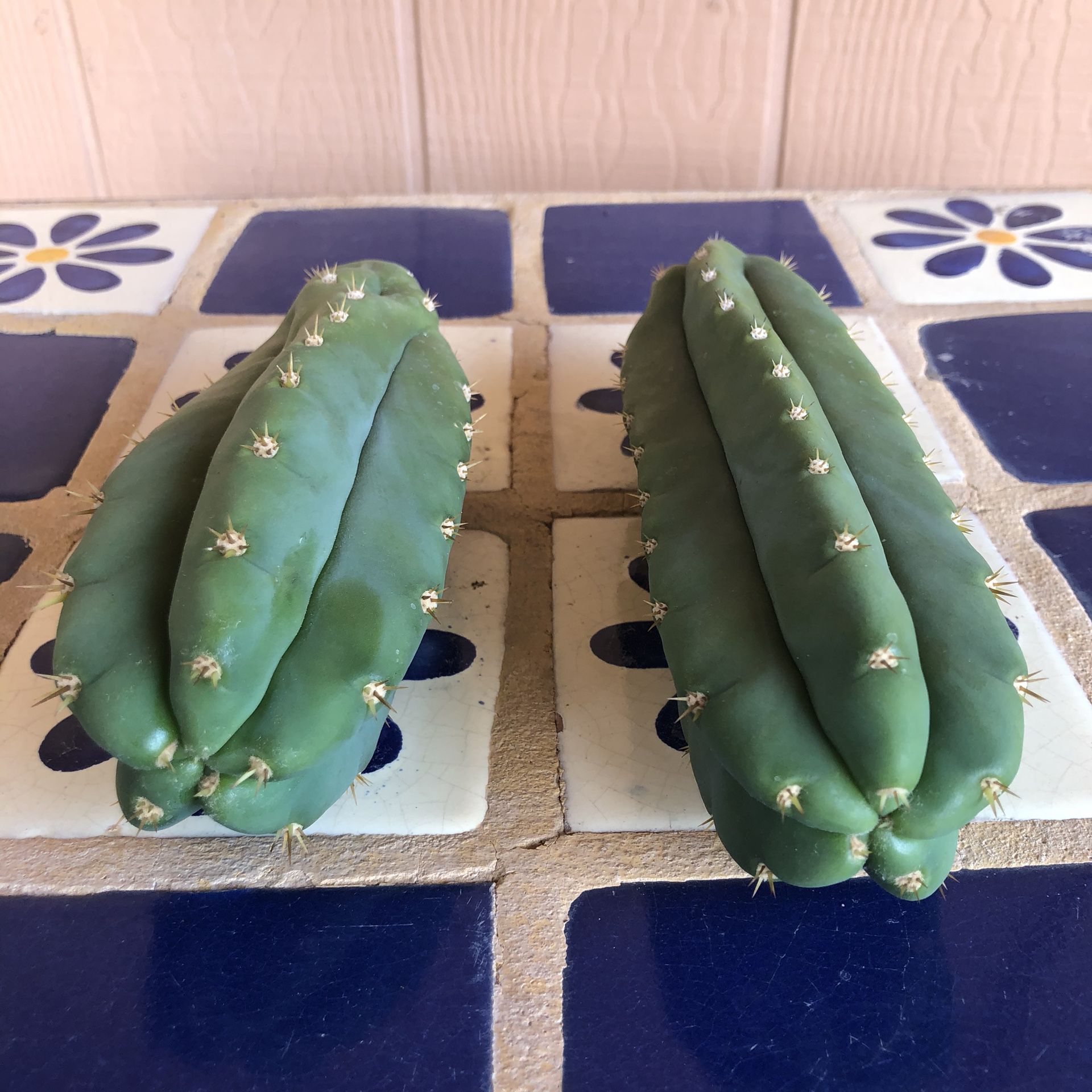 Cactus Plant Cuttings San Pedro Trichocereus