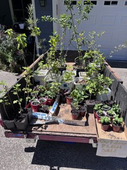 Outdoor Plants; Large Patio Container Tomatos, Zuccini, Arronia Berry Bush, Red Currant, Gooseberry,