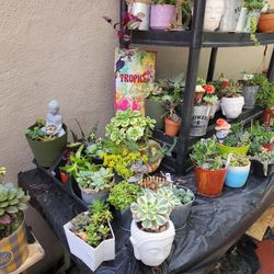 SUCCULENT SALE THIS SUNDAY  OVER 1000 TO CHOOSE FROM.  GREAT PRICES. SAN LORENZO 4