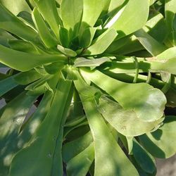 Aeonium Plant 
