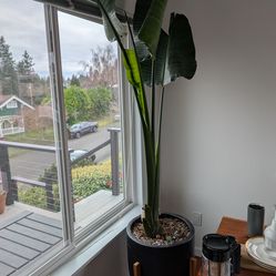 8' Bird of Paradise in 24" Ceramic Pot & Stand