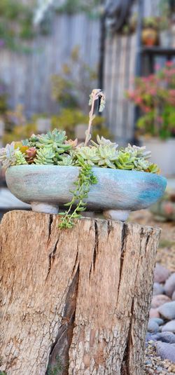 Hand made cement succulent pot arrangement