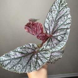 Begonia Harmony’s Royal Majesty Live Plant A