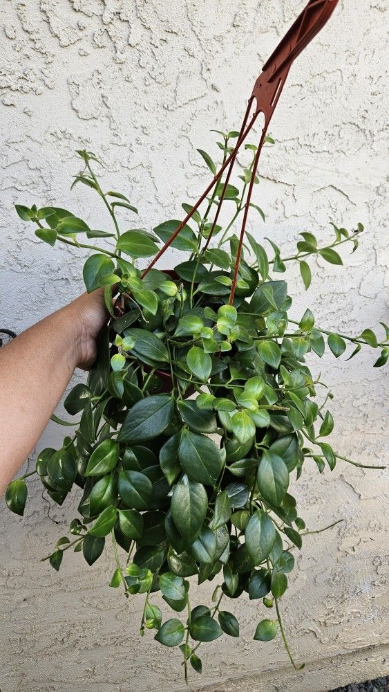6" Lipstick Plant (DISCOUNTED, 20% OFF) Original Price: $25