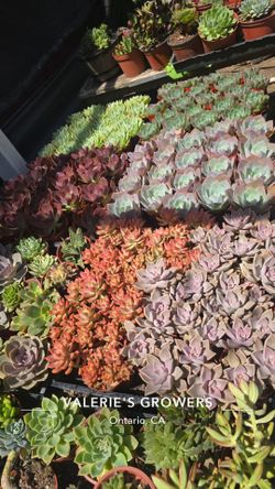Echeverias