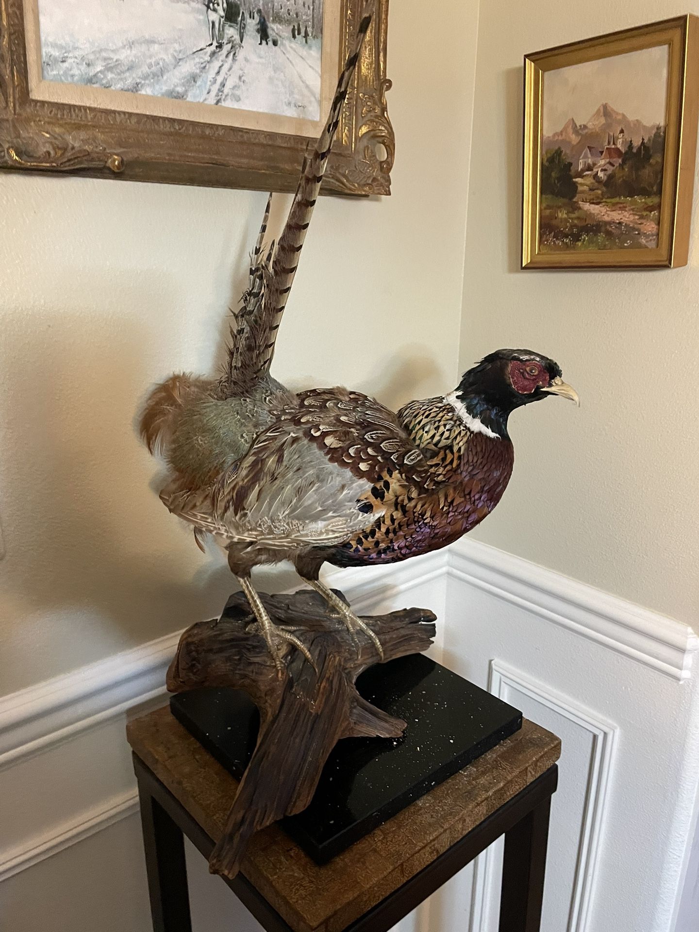 Vintage Ring neck Pheasant Bird Mount Natural Wood Root Base