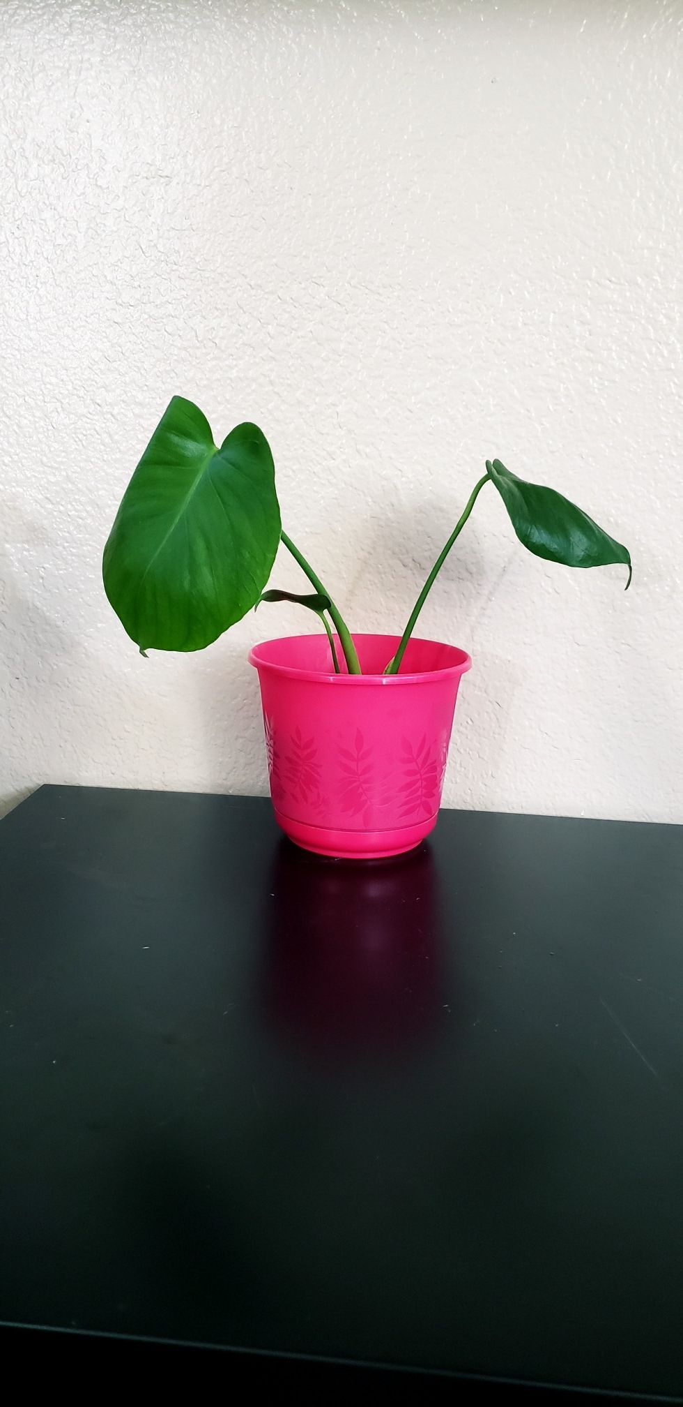 💗live monstera deliciosa plant in 6 inch diameter pink pot