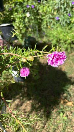 Rallito De Sol Plant 