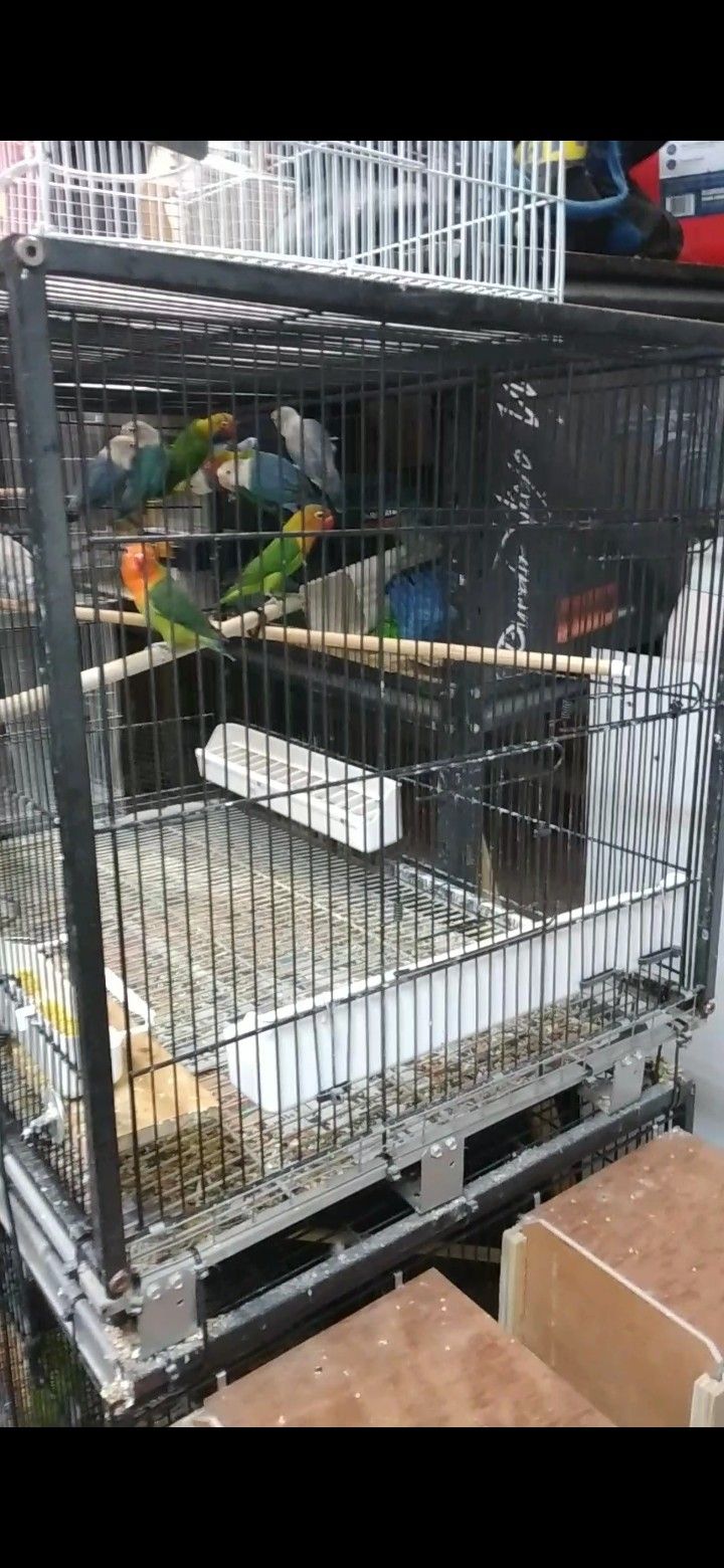 Bird Cage