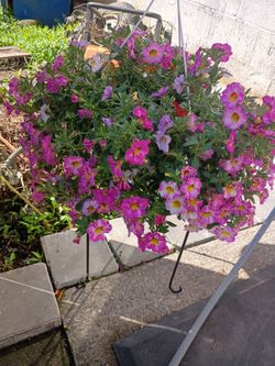 Calibrochoa Hanging Basket