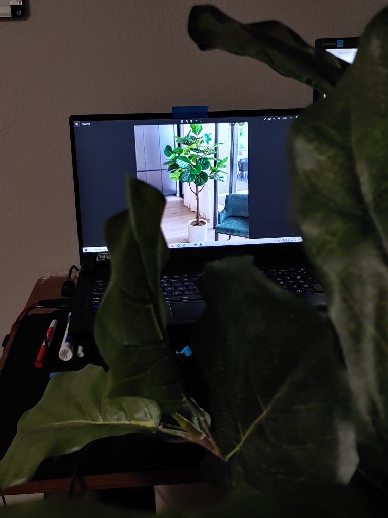 Fake Fiddly Fig Tree for Sale in Kenmore, WA - OfferUp