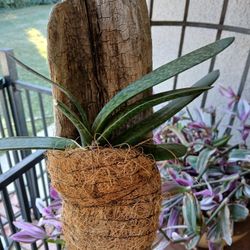 HANGING LAWYERS TONGUE PLANTS