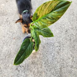 Philodendron Subhastum Rare Variegated Plant 