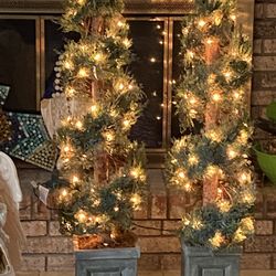 Very  Gorgeous two Christmas plant indoor and outdoor