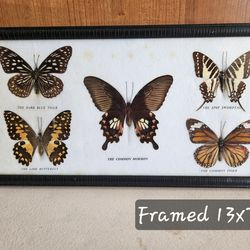 Vintage Framed Butterfly Specimen Collection