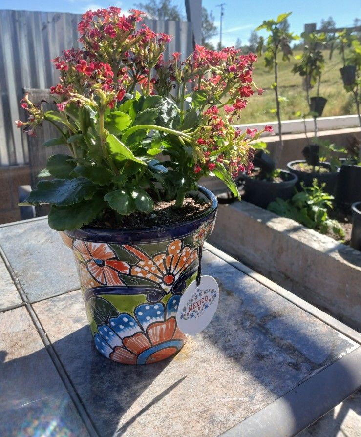 Vibrant 14" Red Kalanchoe in Hand-Painted Talavera Ceramic Pot