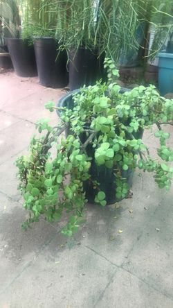 Planta de la abundancia