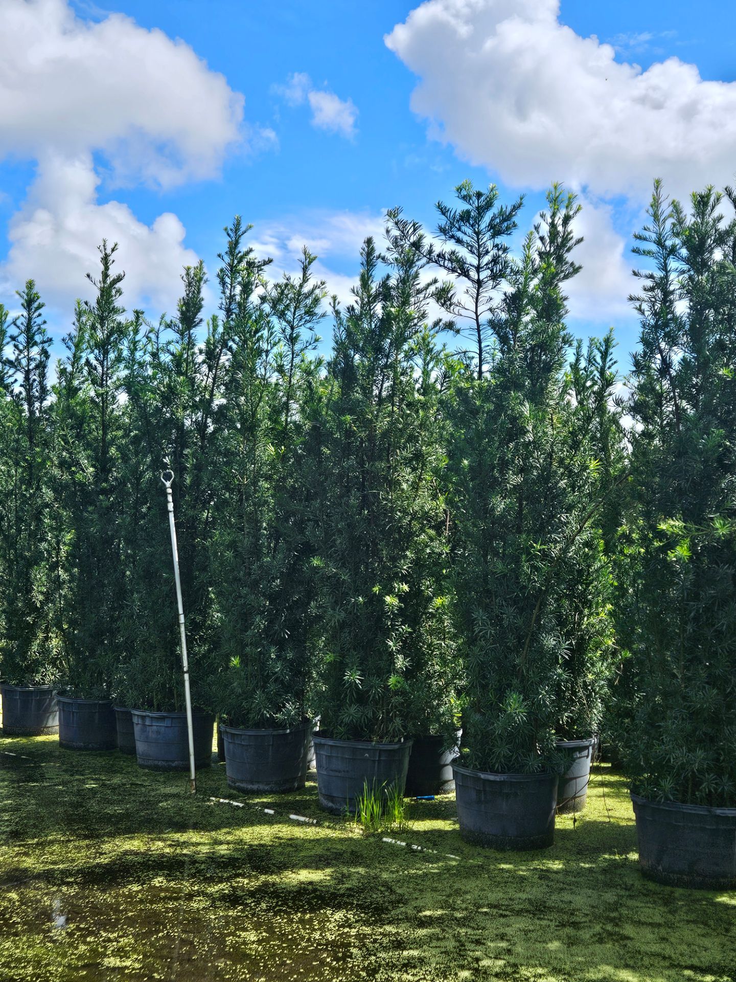 podocarpus About 8 feet tall Instant Privacy Hedge For Fence Green Full