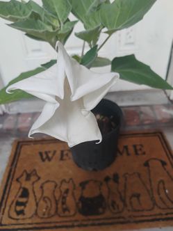 Tompeta de Angel plant