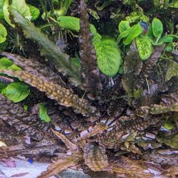 Cryptocoryne Wentii$ 5 Each