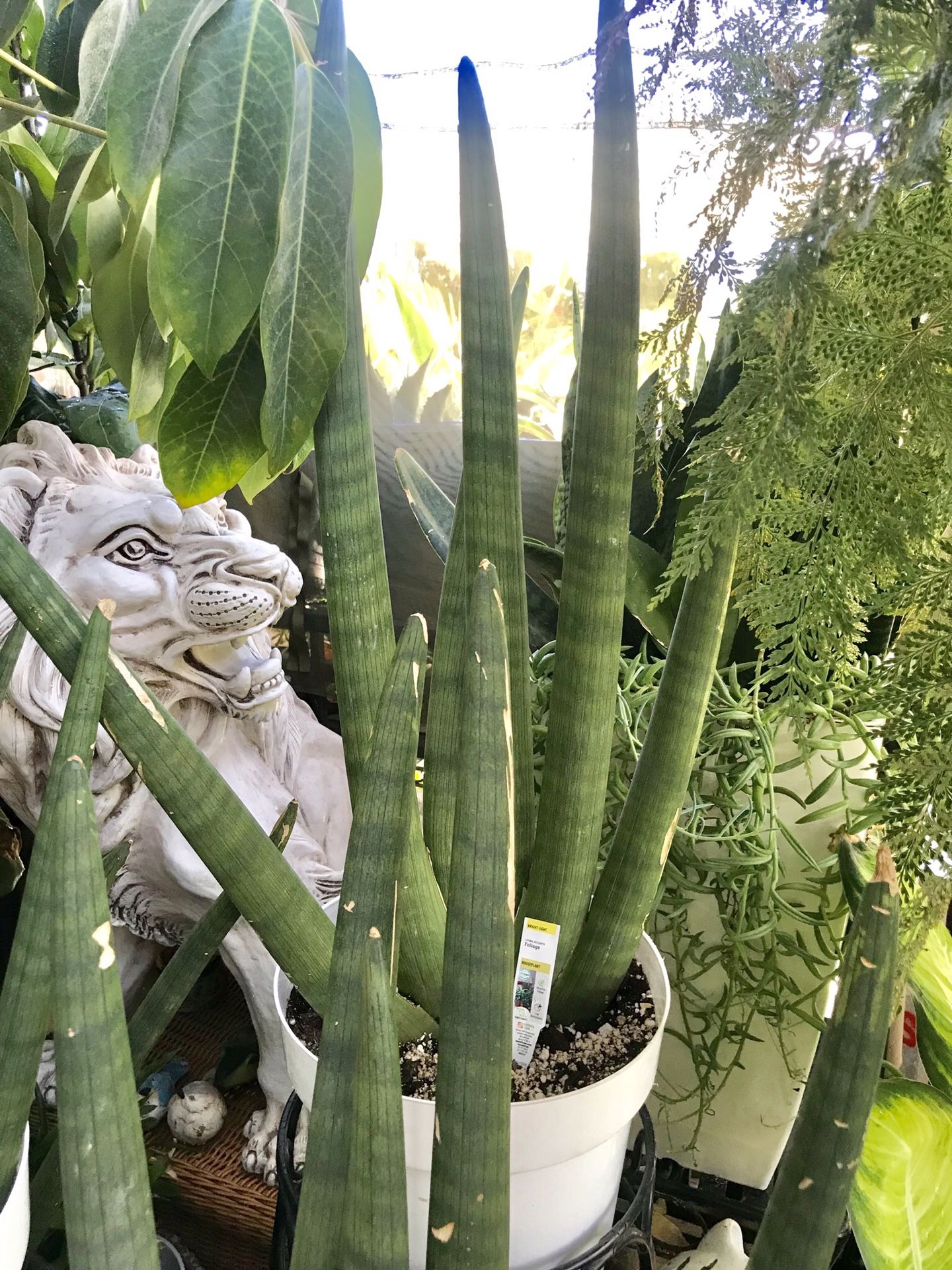 Plants (3gallons Snake / Sansevieria Mohawk Plants, $20 each )