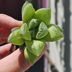 Bare Root Haworthia Cooperi