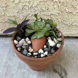 Succulent Arrangement 