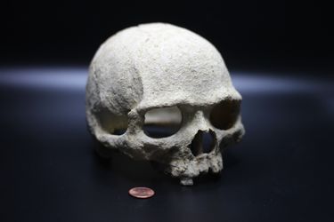 Skull Decor/Hide