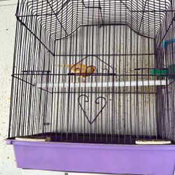 Canary Bird Cage